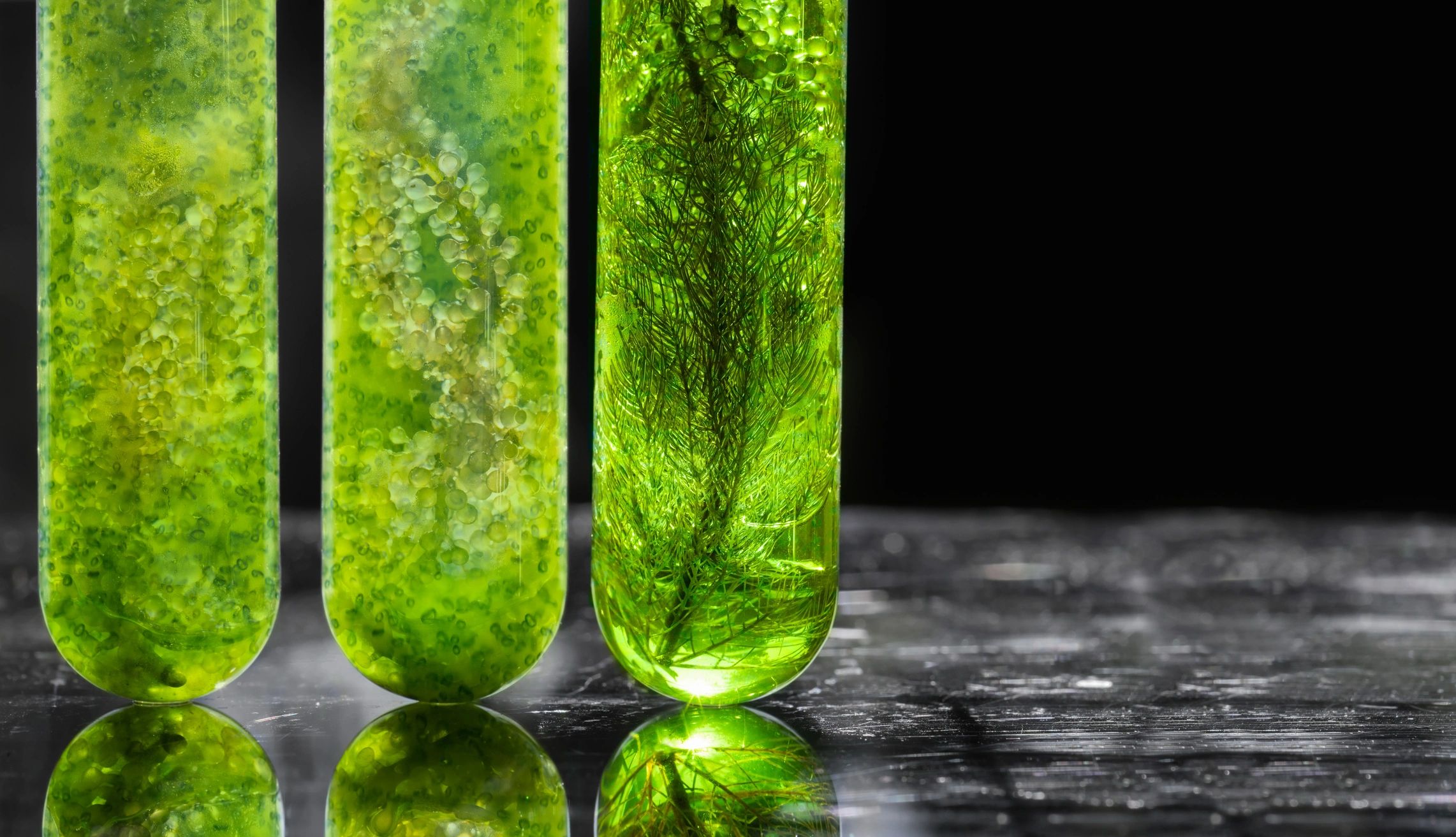 algae cultivation biotechnology innovation sustainable agriculture