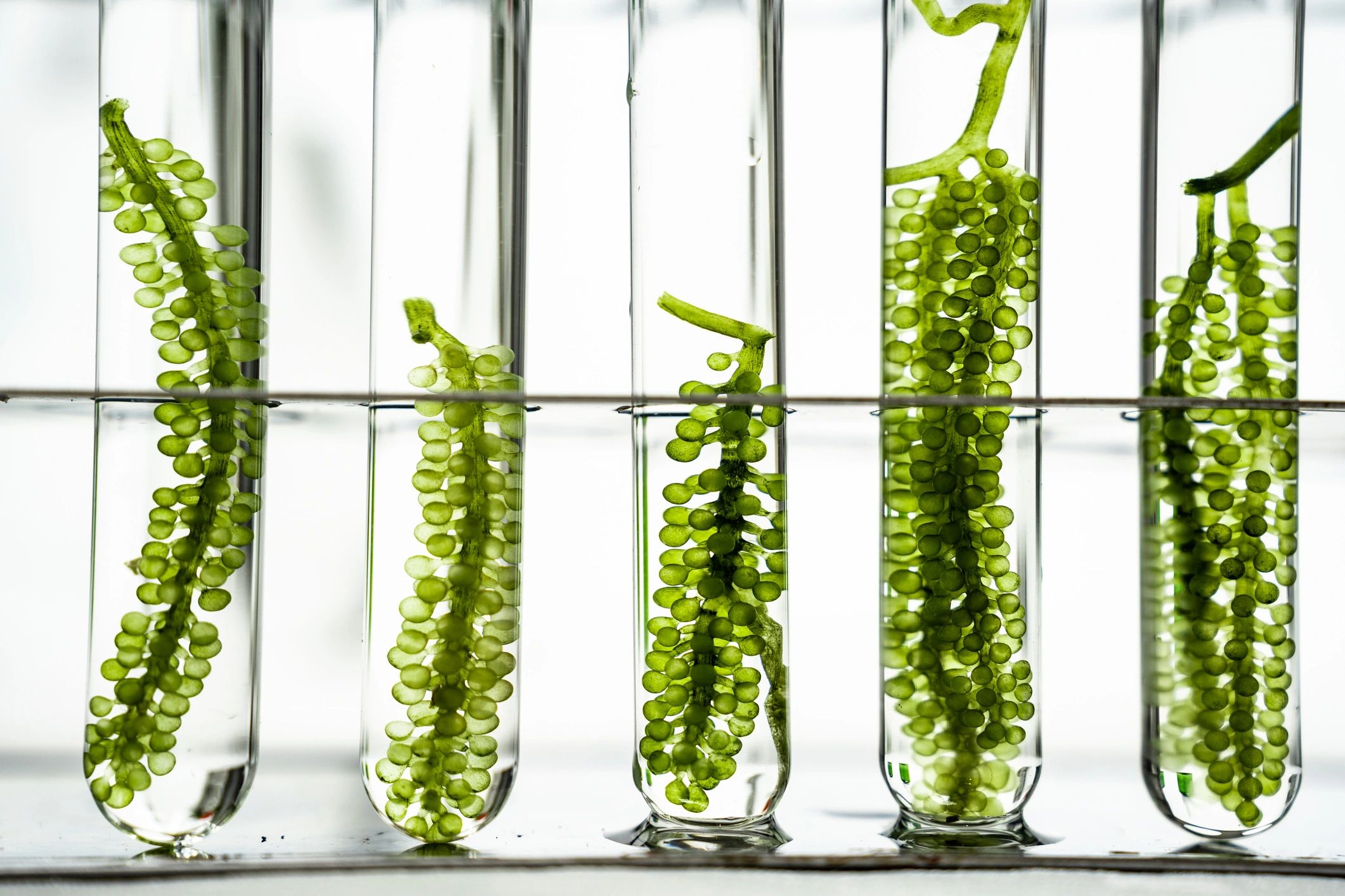 algae cultivation biotechnology innovation sustainable agriculture