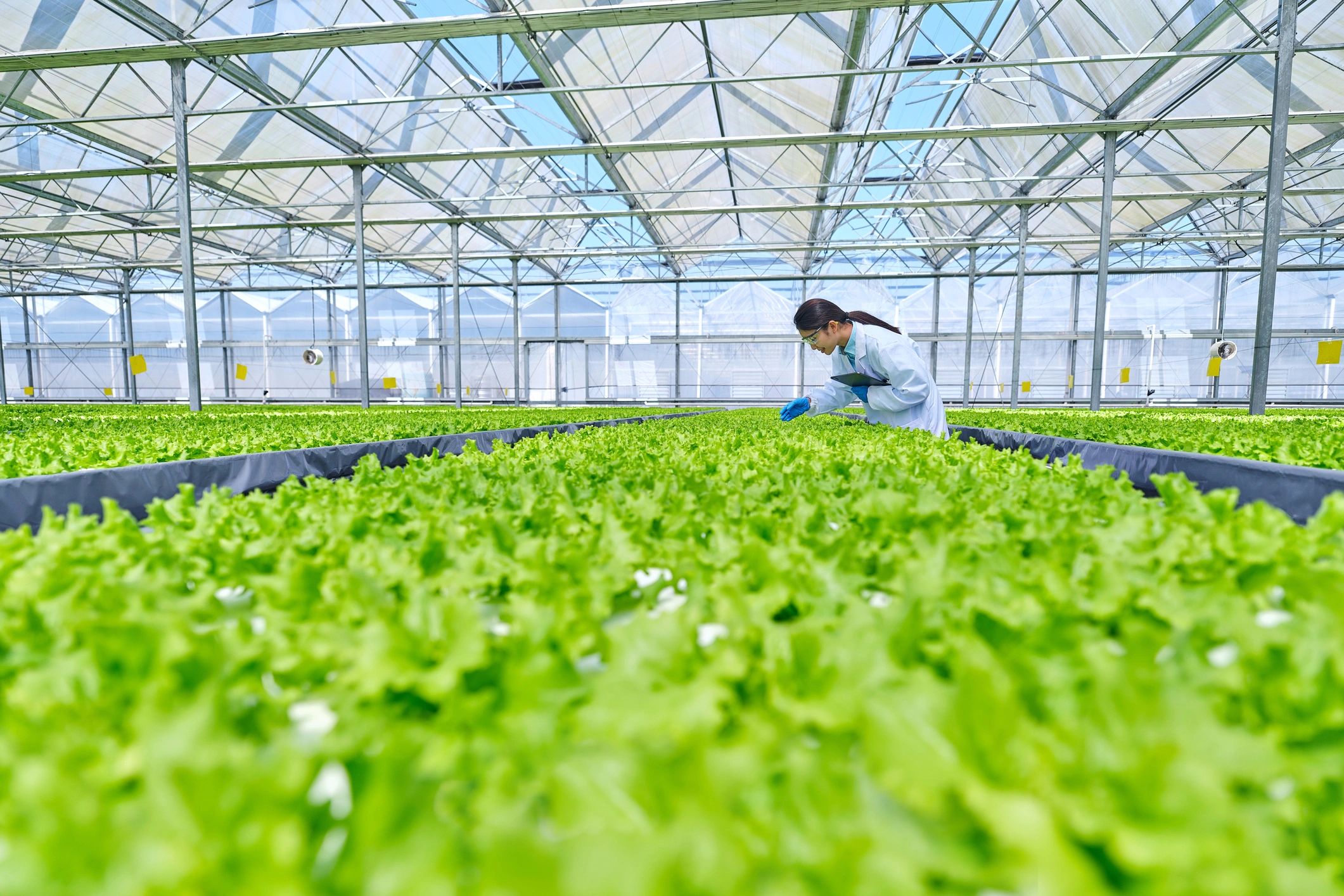 algae cultivation biotechnology innovation sustainable agriculture