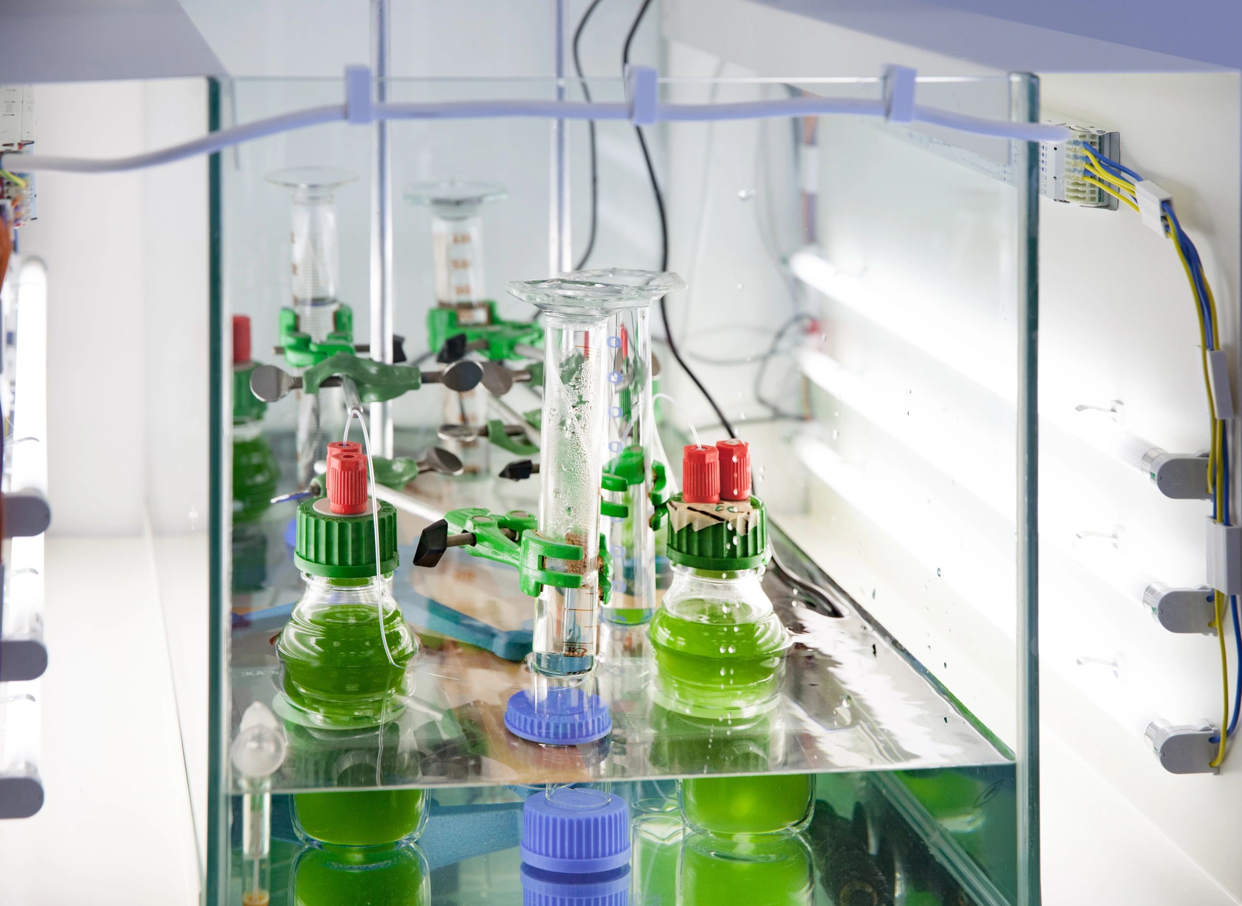 spirulina algae research laboratory